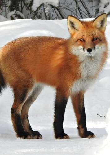 Red fox