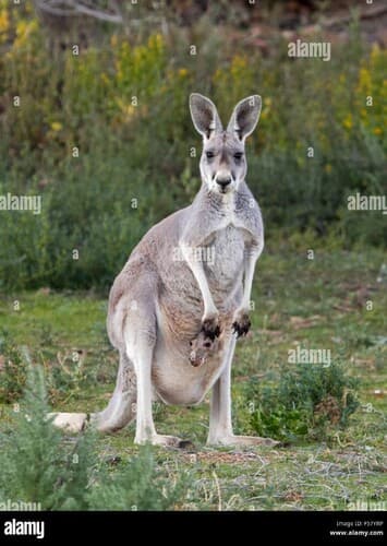 Red Kangaroo