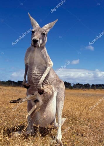Red Kangaroo