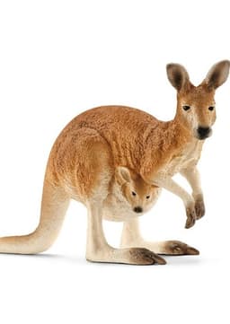 Red Kangaroo