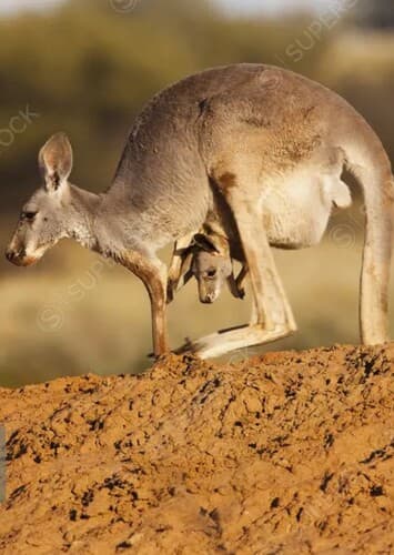 Red Kangaroo