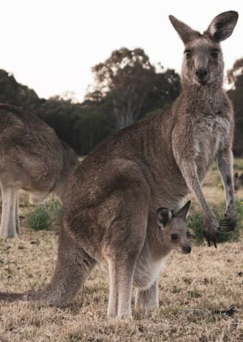 Red Kangaroo