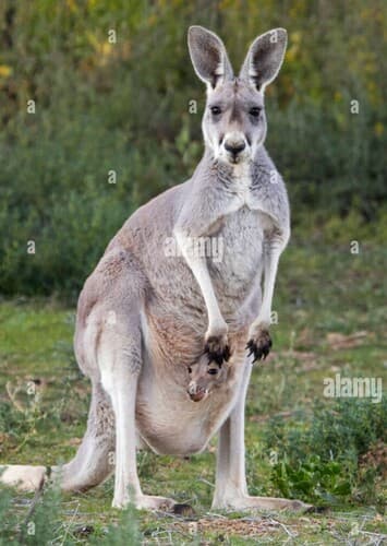 Red Kangaroo