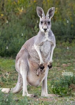 Red Kangaroo
