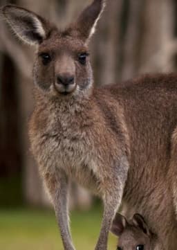 Red Kangaroo