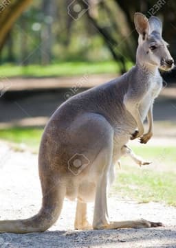 Red Kangaroo