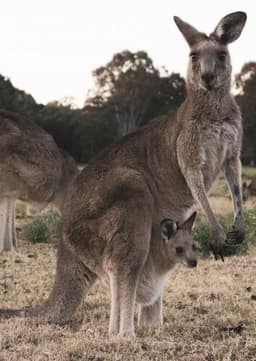 Red Kangaroo
