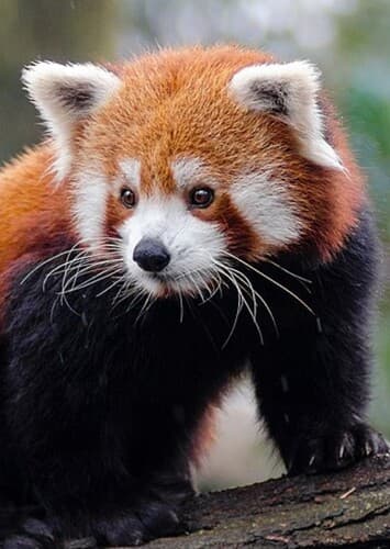 Red panda