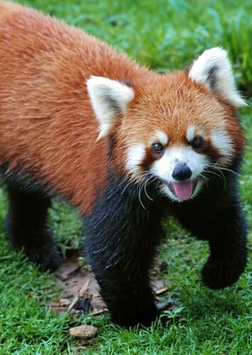 Red Panda