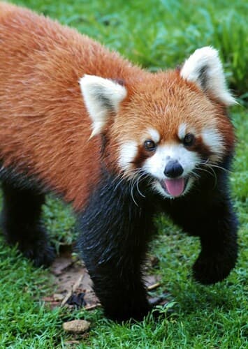 Red Panda