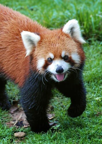 Red Panda