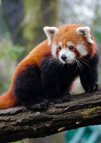 Red Panda