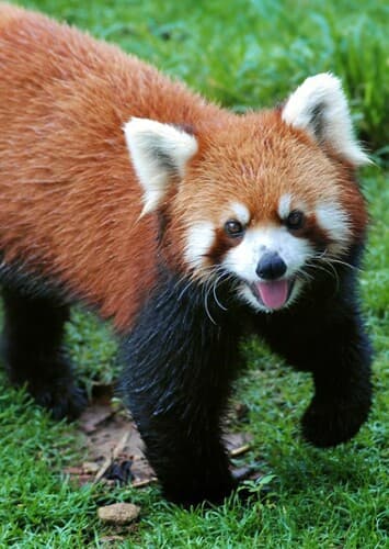 Red Panda