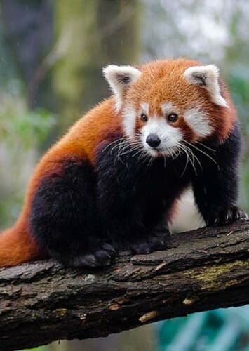 Red Panda