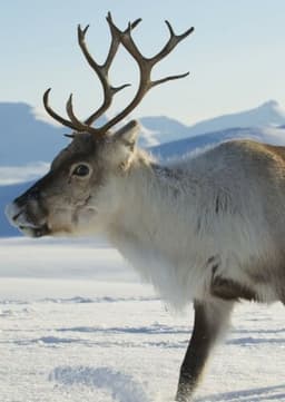 Reindeer