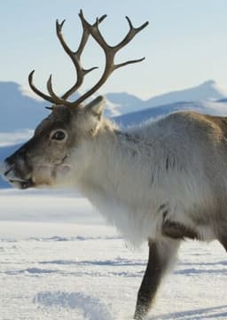 Reindeer