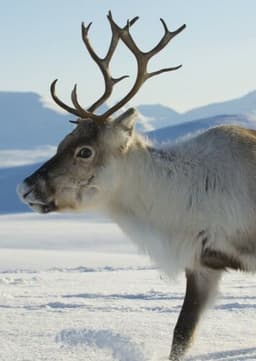 Reindeer