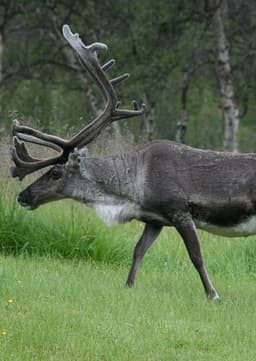 Reindeer