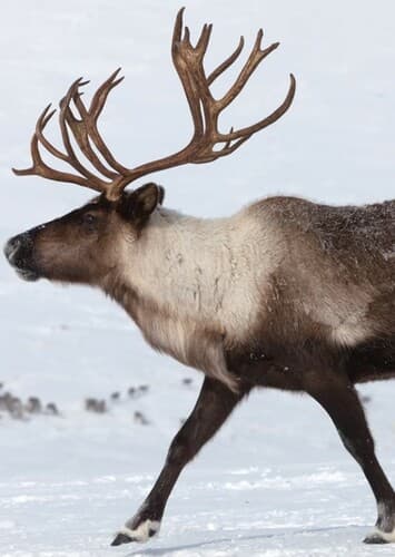 Reindeer