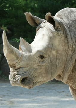 Rhinoceros