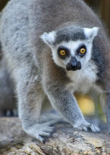 Ring Tailed Lemur