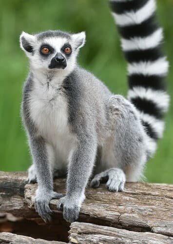 Ring Tailed Lemur