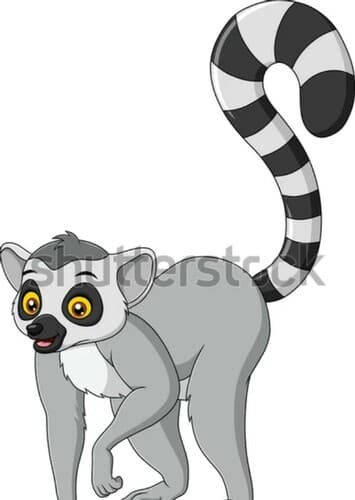 Ring Tailed Lemur