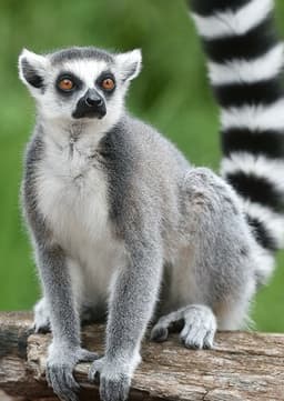 Ring Tailed Lemur