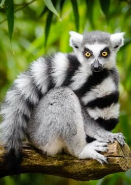 Ring Tailed Lemur