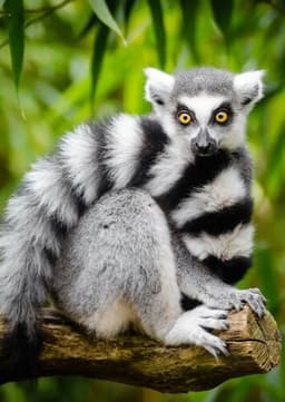 Ring Tailed Lemur