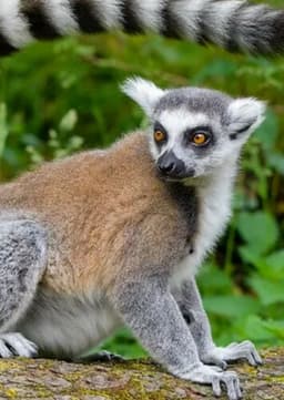 Ring Tailed Lemur