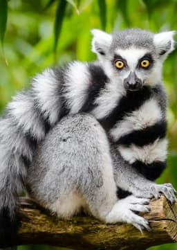 Ring Tailed Lemur