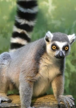 Ring Tailed Lemur