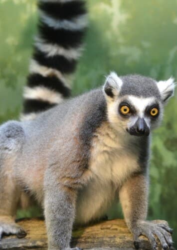 Ring Tailed Lemur