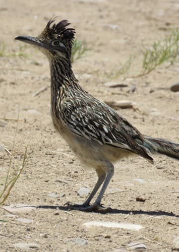 Road Runner