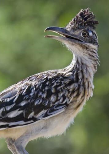 Roadrunner