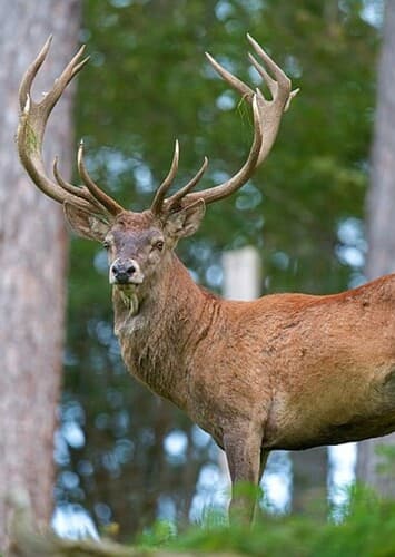 Robert The Red Deer