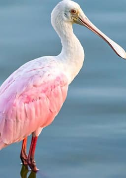 Roseate Spoonbill