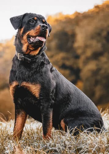 Rottweiler