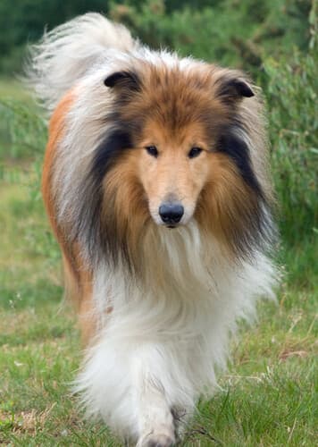 Rough Collie
