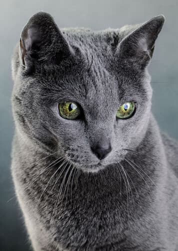 Russian Blue