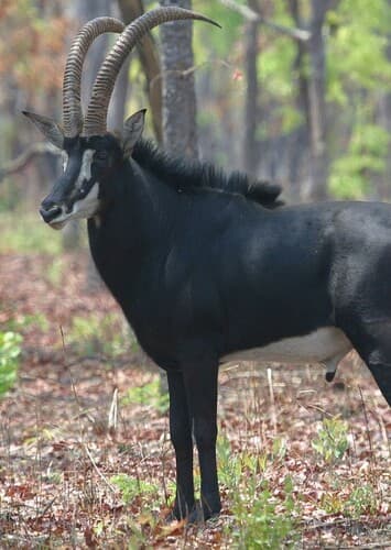 Sable antelope