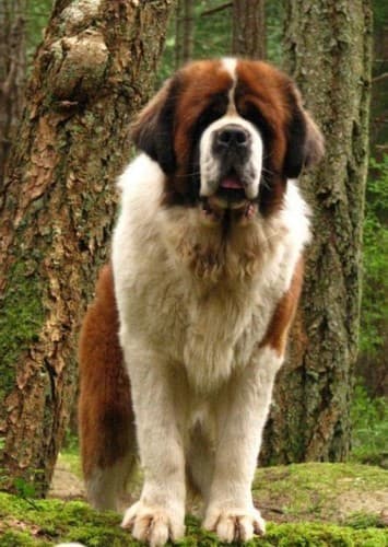 Saint Bernard