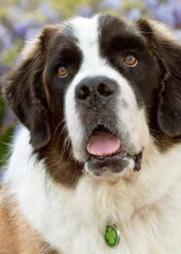 Saint Bernard Dog