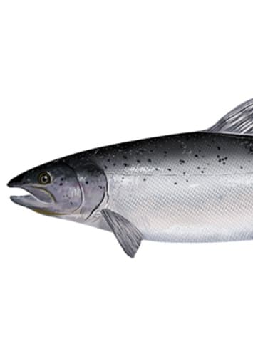 Salmon