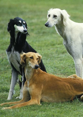 Saluki
