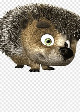 Jonna hedgehog