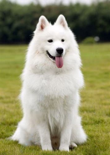 Samoyed