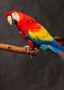 Scarlet Macaw