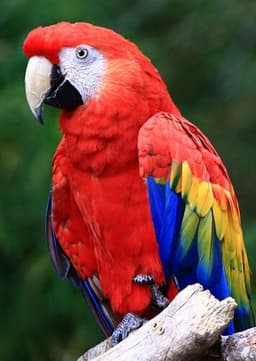 Scarlet Macaw
